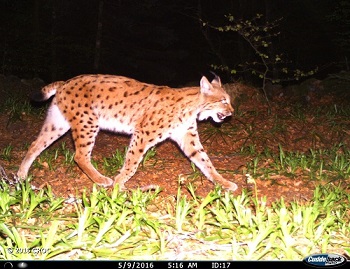 Vue d'un Lynx de nuit pris par une caméra 