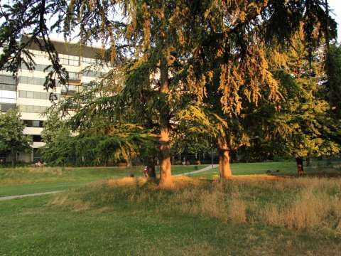 Vue d'un grand arbre dans un parc de Lyon