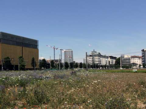Vue d'une plaine avec des fleurs en centre ville de Lyon