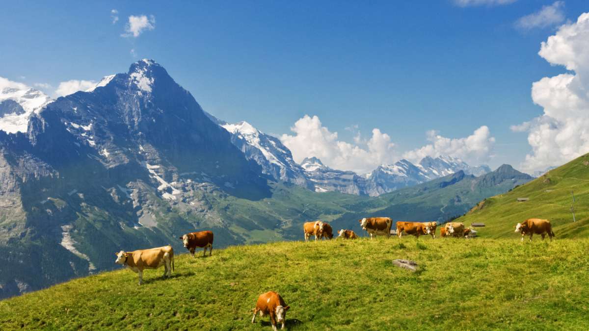 Vaches sur une montagne des Alpes