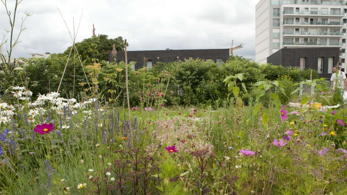 Vue des fleurs du jardin 