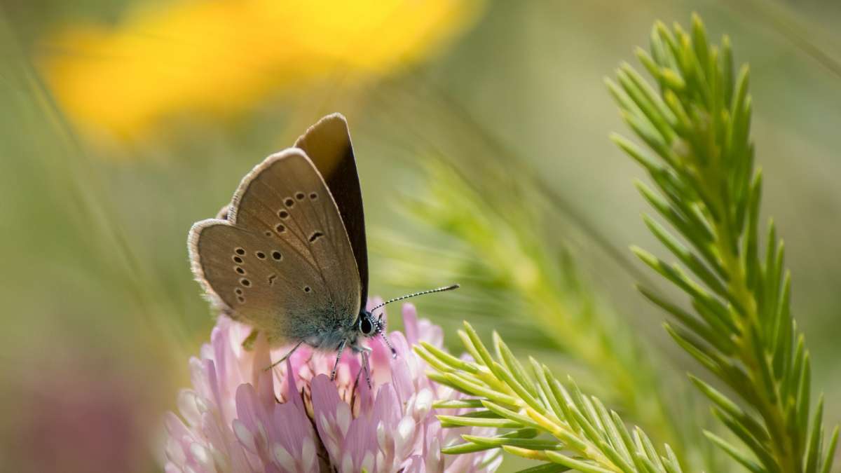 Papillon_biodiversité
