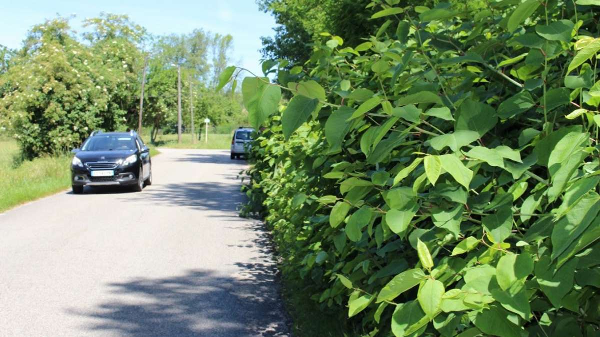 Renouée sur une infrastructure routière