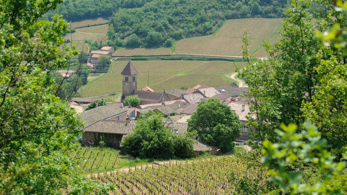 Village de Solutré et des champs de vignes autour