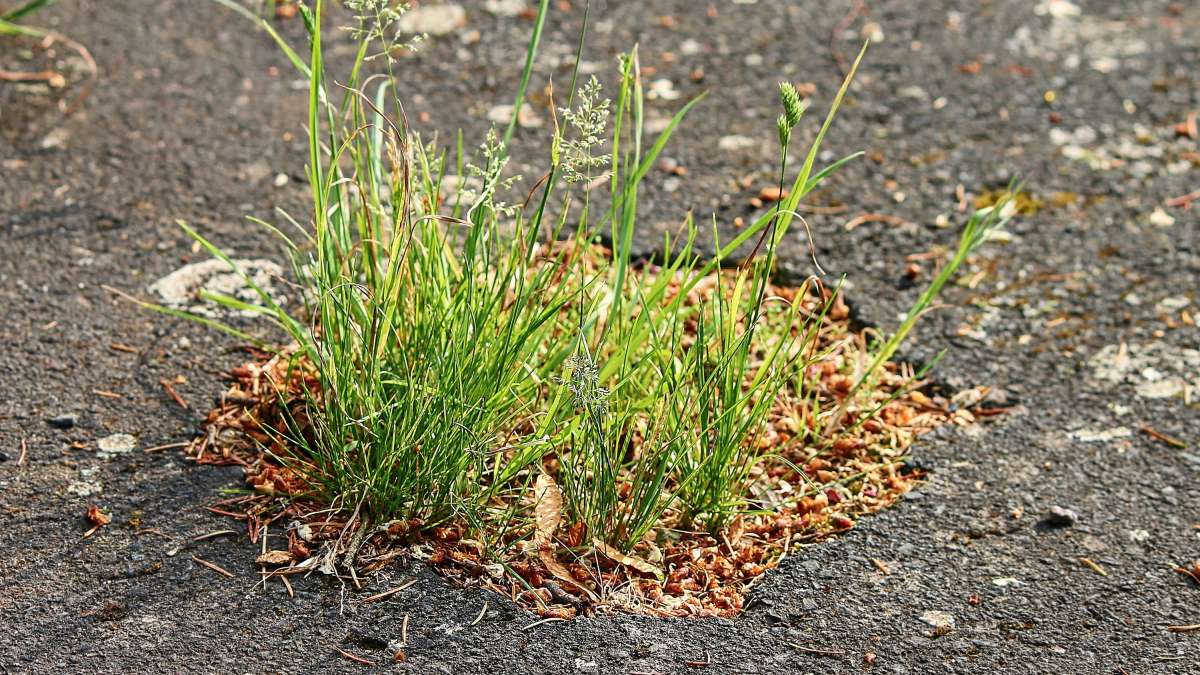touffe d'herbe qui pousse dans un trou dans le bitume