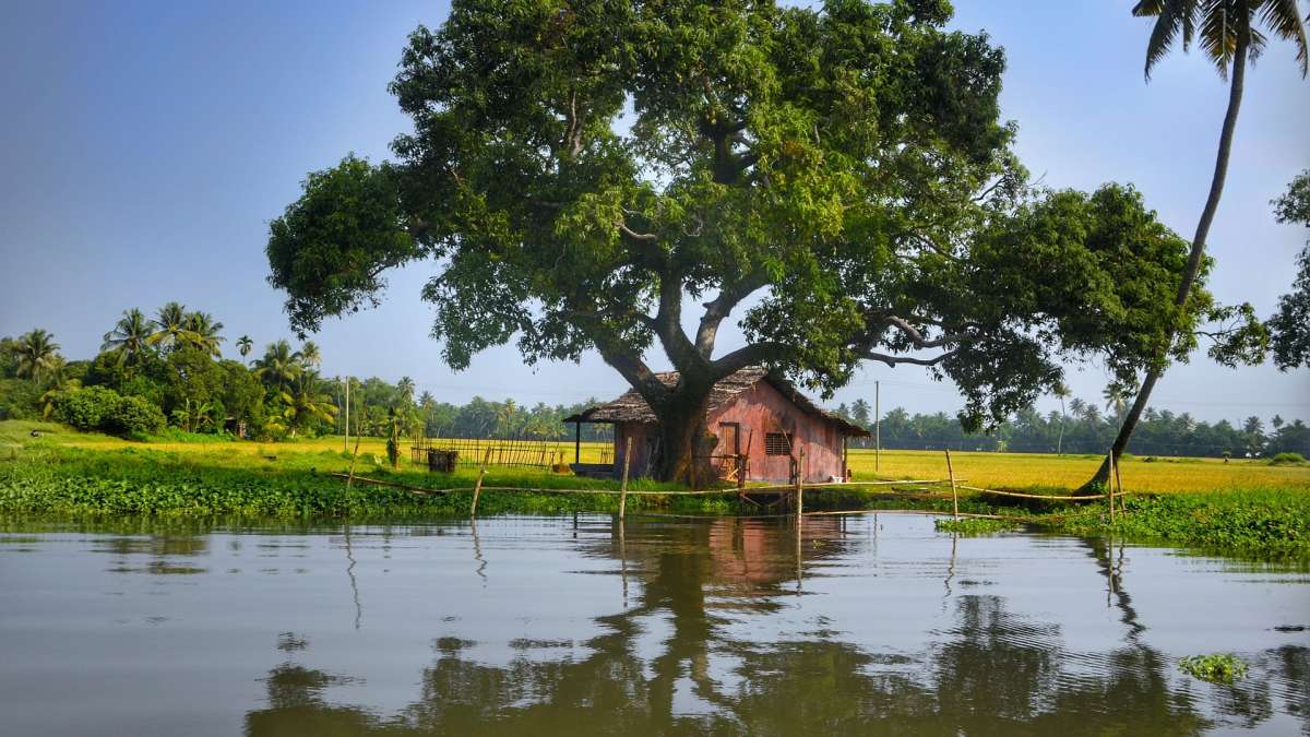 Terrain agricole inondé dans le Kerala