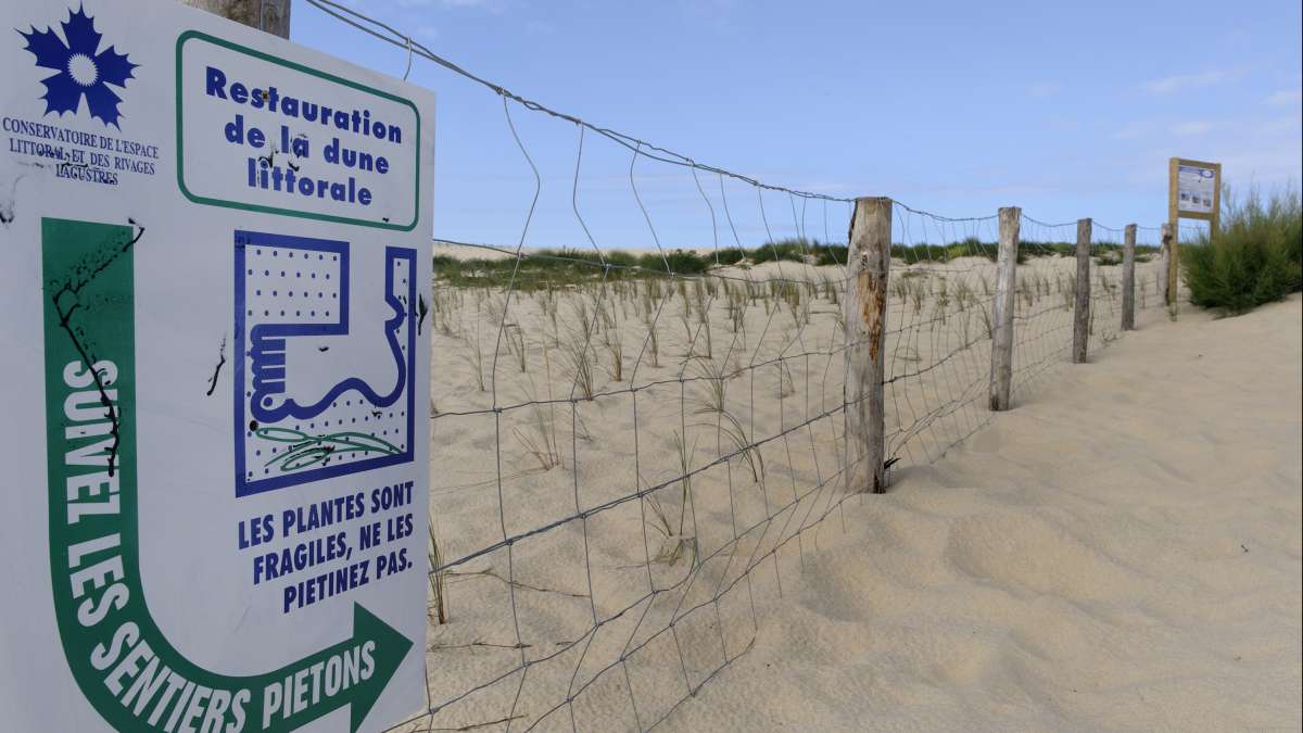 Reconstitution des dunes par la végétalisation 